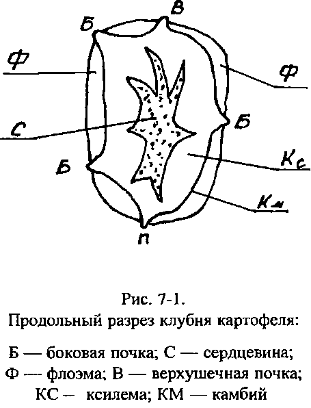 Поперечный разрез клубня картофеля рисунок